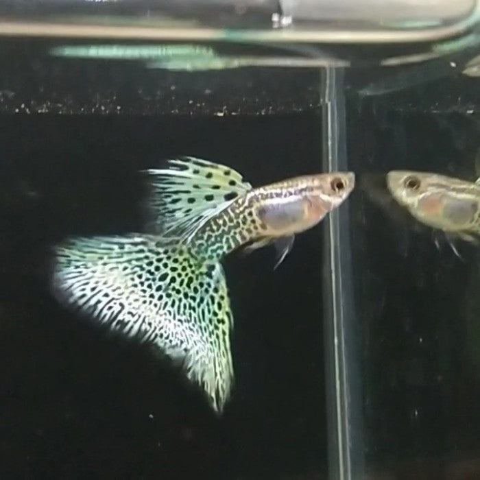 Metal Lace Guppy (Rare)