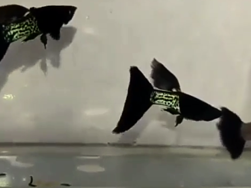 Black Head Metal Snake Skin Guppy (Rare)