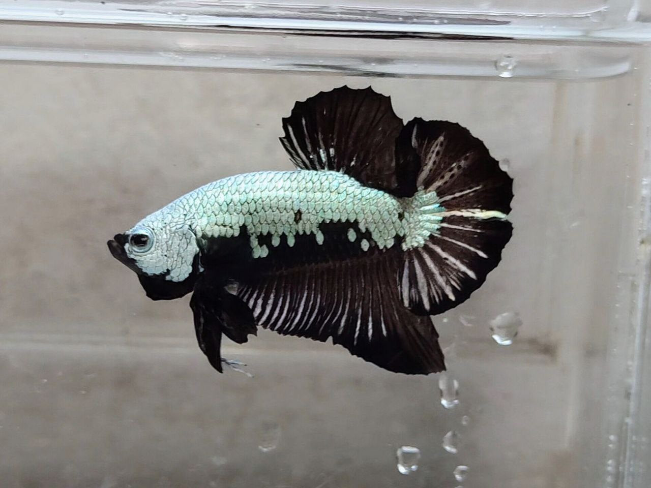 Black Samurai HMPK Male - BH25205