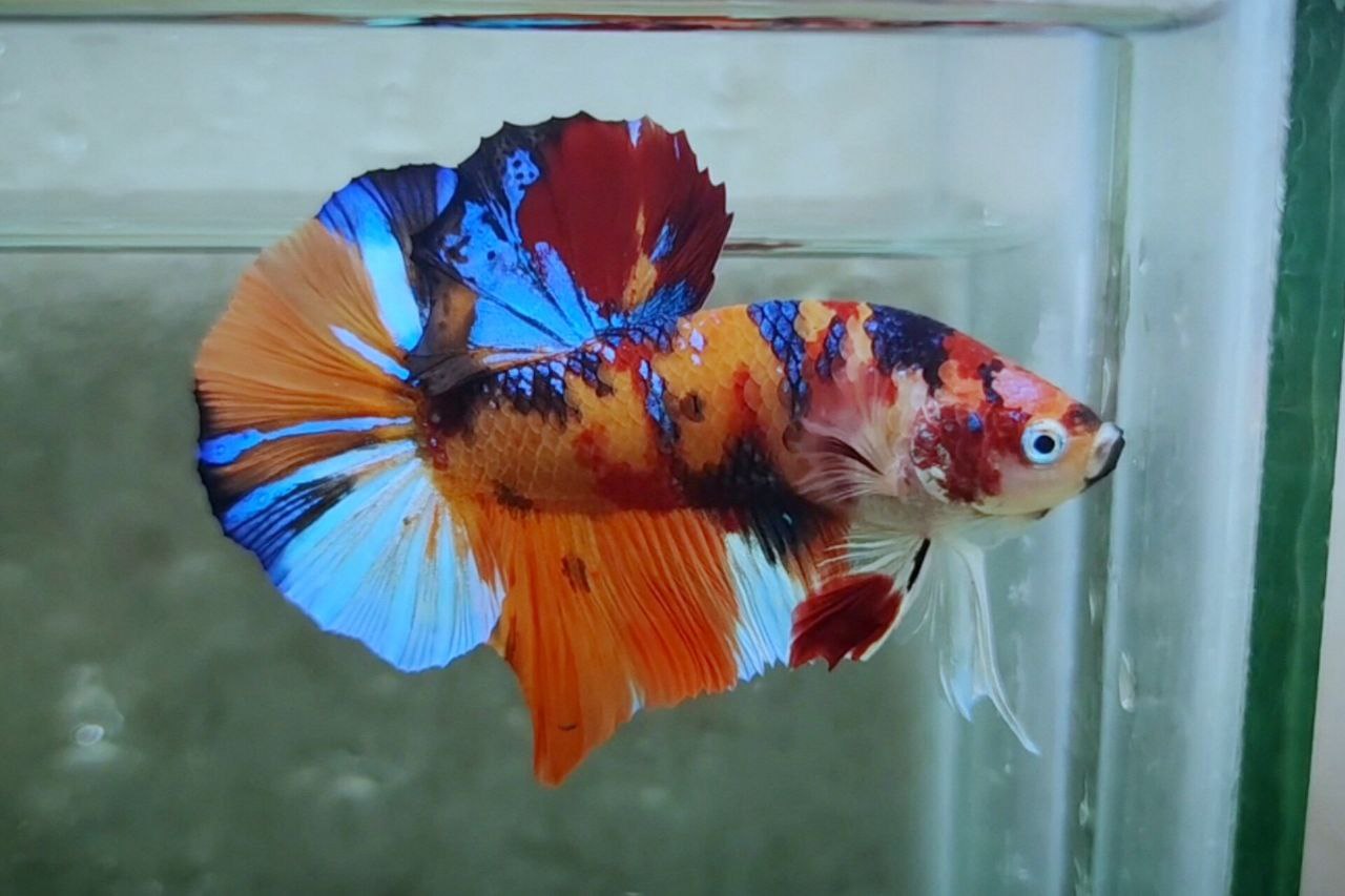 Giant Multicolor HMPK Male BGB4202G