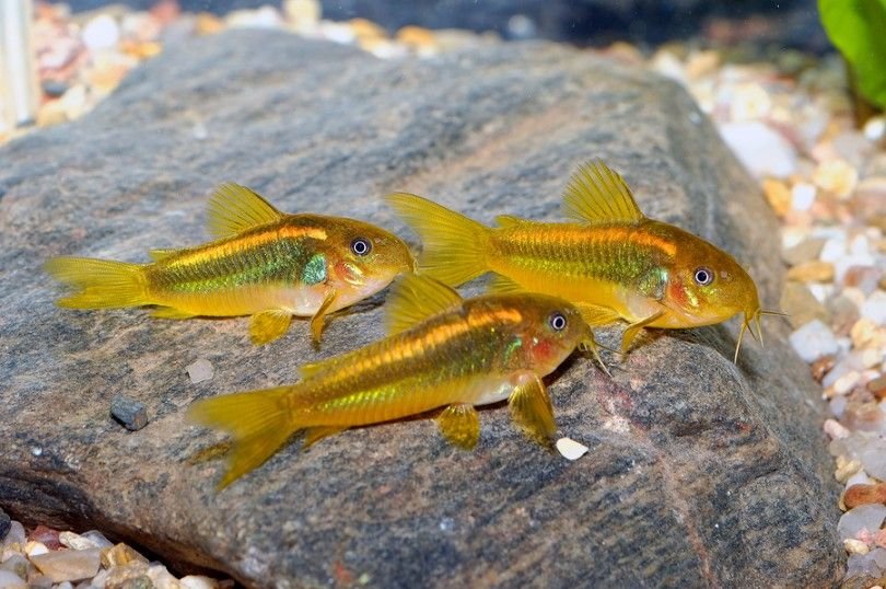 Gold Laser Corydoras 3-4cm
