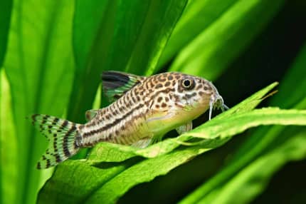 Julli Corydoras 3-4cm