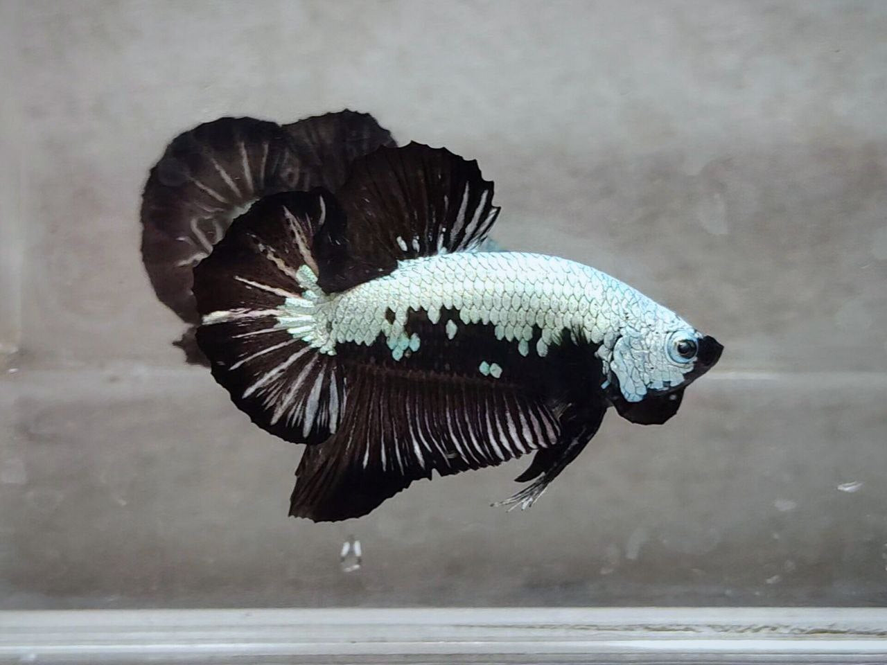 Black Samurai HMPK Male - BH25205