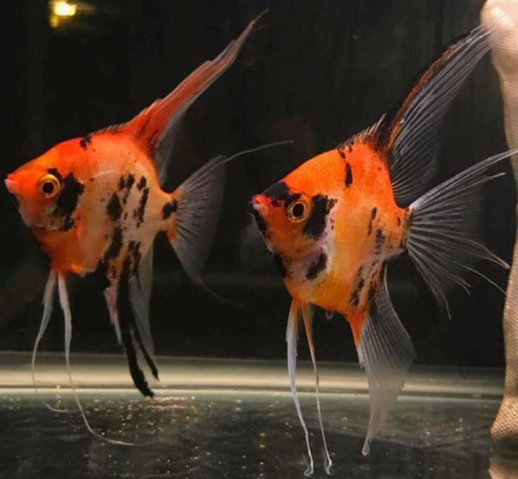 Red Devil Angelfish 5-6 cm ( Colored ) (High Grade)
