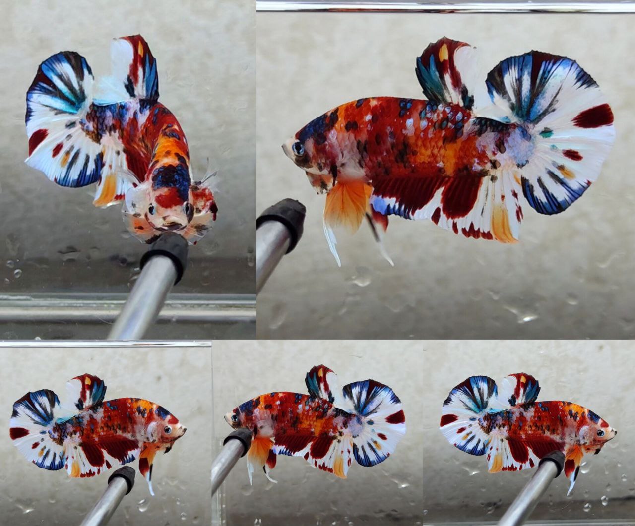 Giant Multicolor HMPK Male BGB4201G