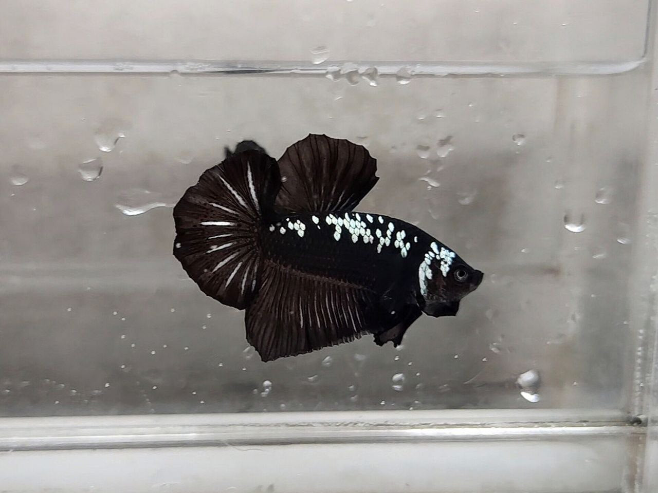 Black Samurai HMPK Male - BH25207