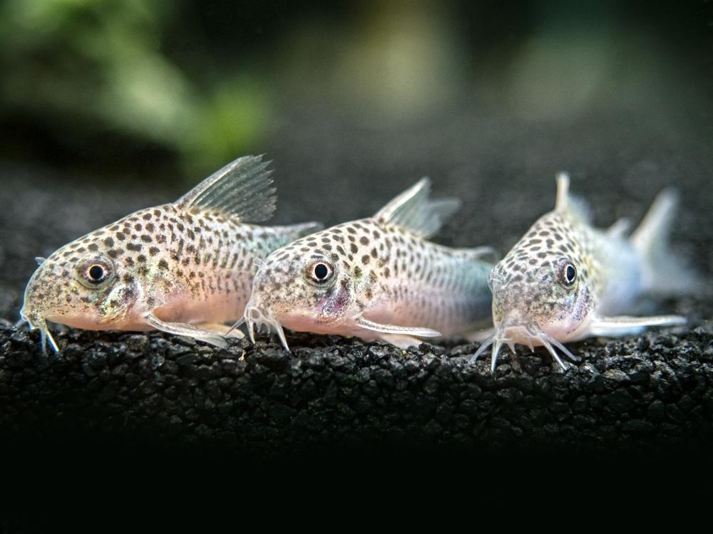 Similis Corydoras 4-5cm