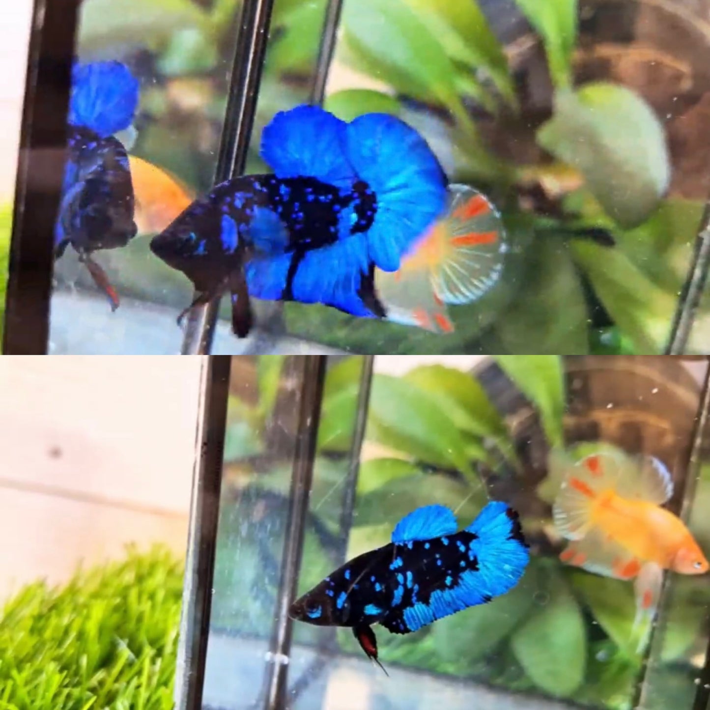 Avatar (Breeding Pair) HMPK - BH59011