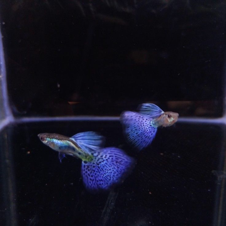 Purple Grass Guppy