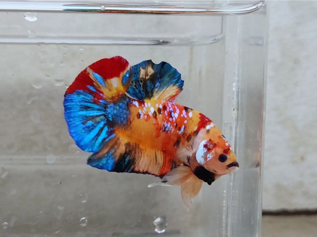 Giant Multicolor HMPK Male BGB45203