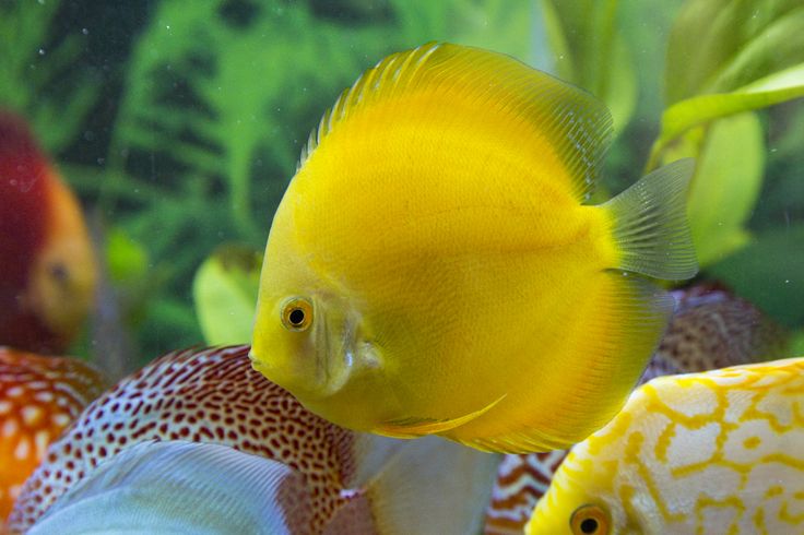 Golden Yellow Discus