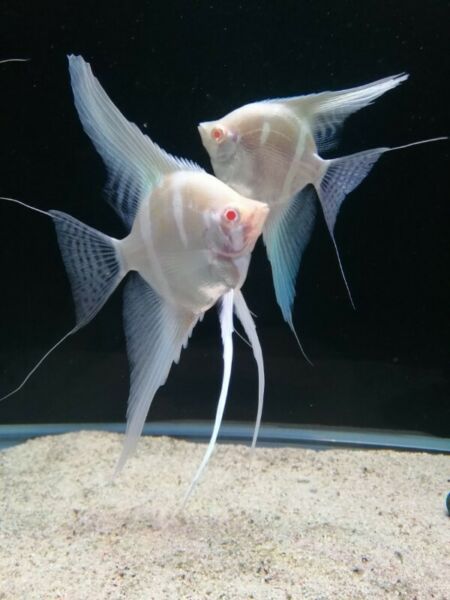 Albino Dantum Angelfish 6-7cm (High Grade)