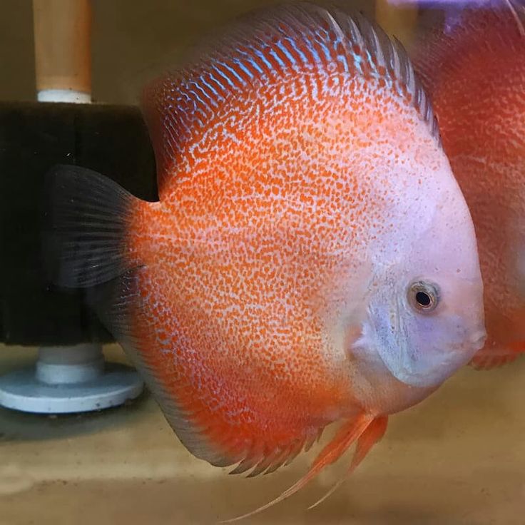 Snow Leopard Discus
