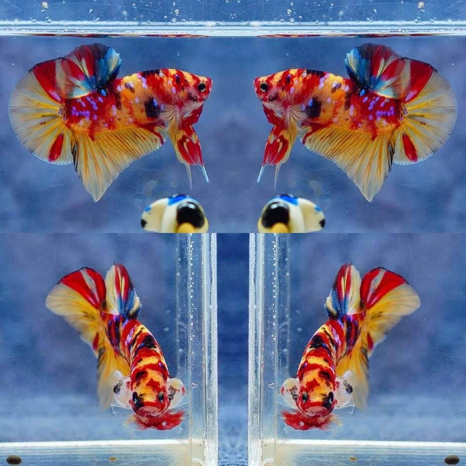 Multicolor HMPK Make - BHB24004