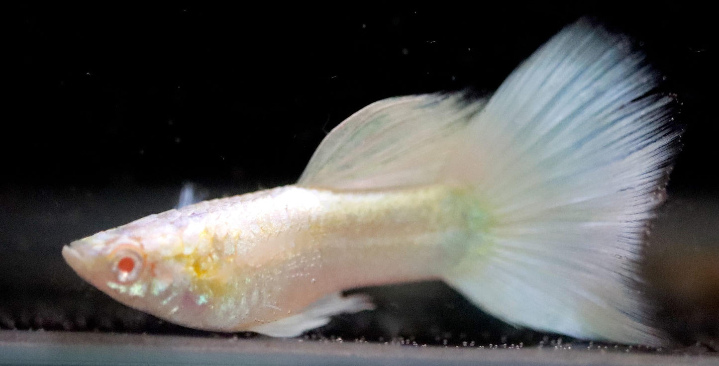 Albino Platinum Guppy