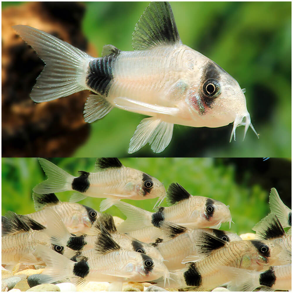 Panda Corydoras 3-4cm