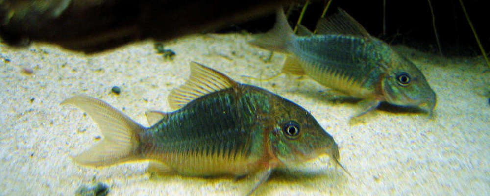 Green Corydora 4cm - 5cm