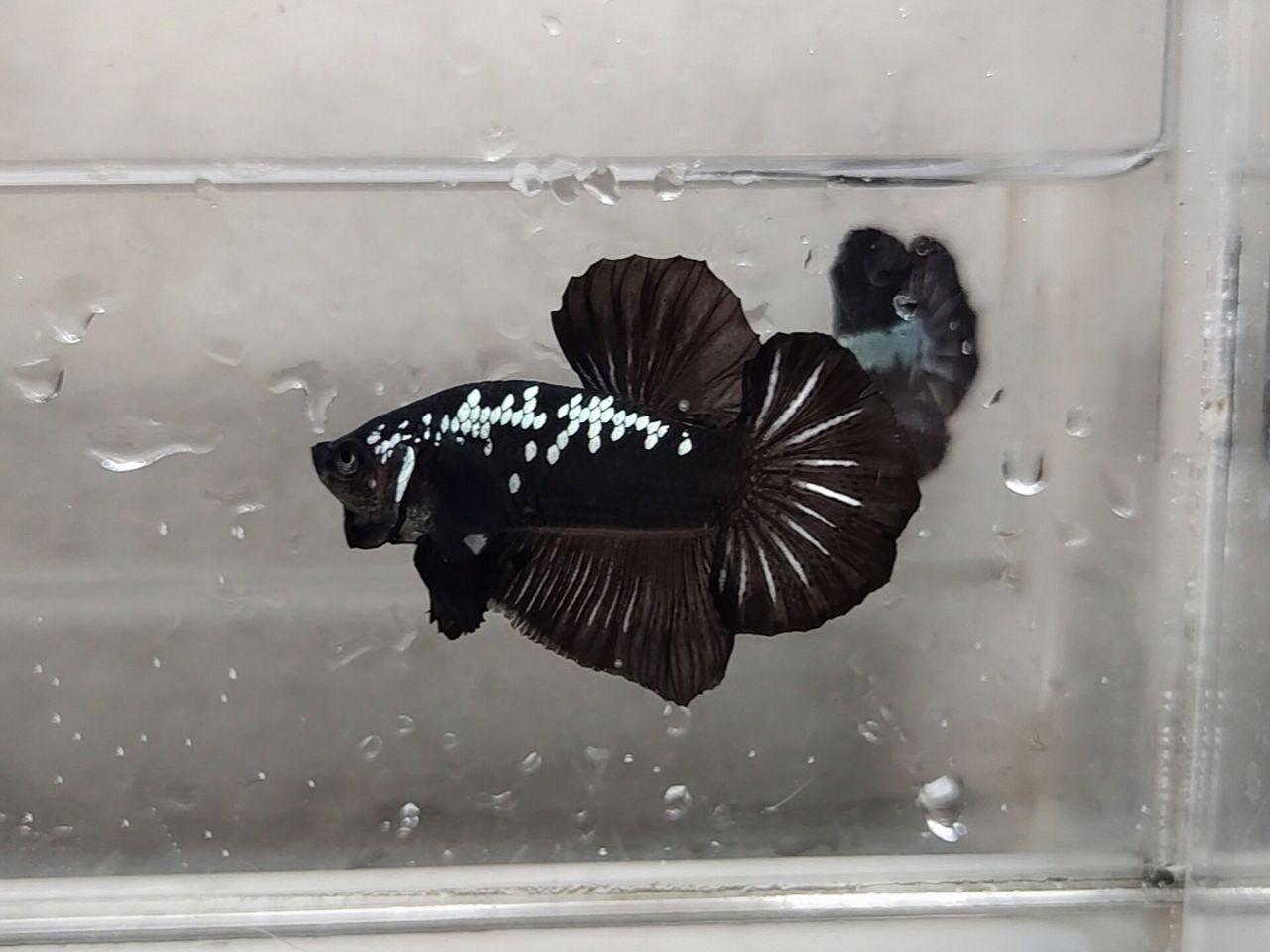 Black Samurai HMPK Male - BH25207