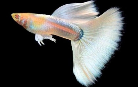 Albino Platinum Guppy