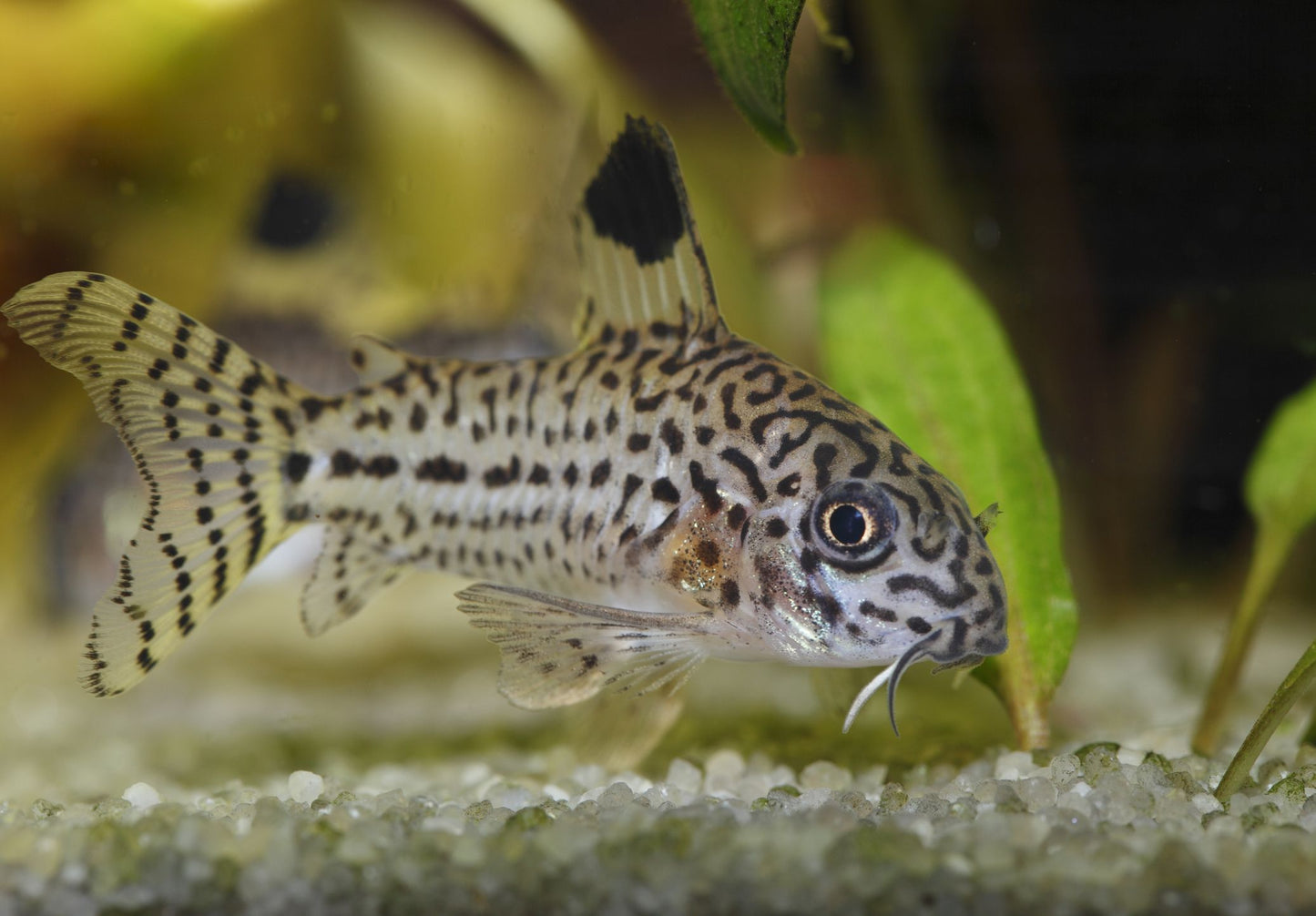 Julli Corydoras 3-4cm