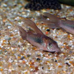 Green Corydora Long Fin 4cm - 5cm