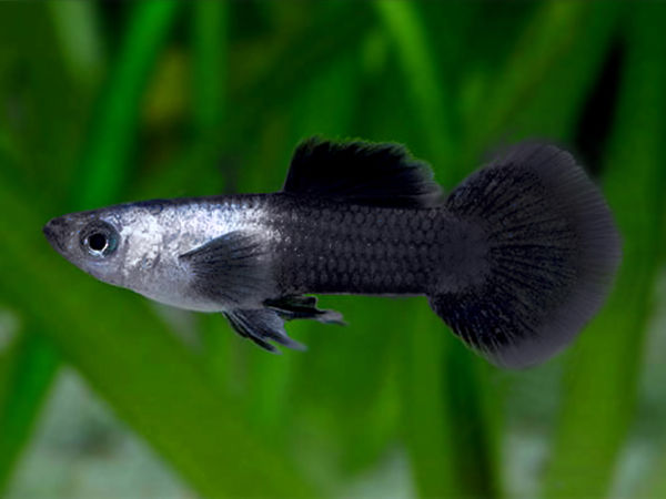 Panda Dumbo Guppy