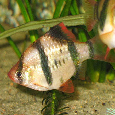 Tiger Barb