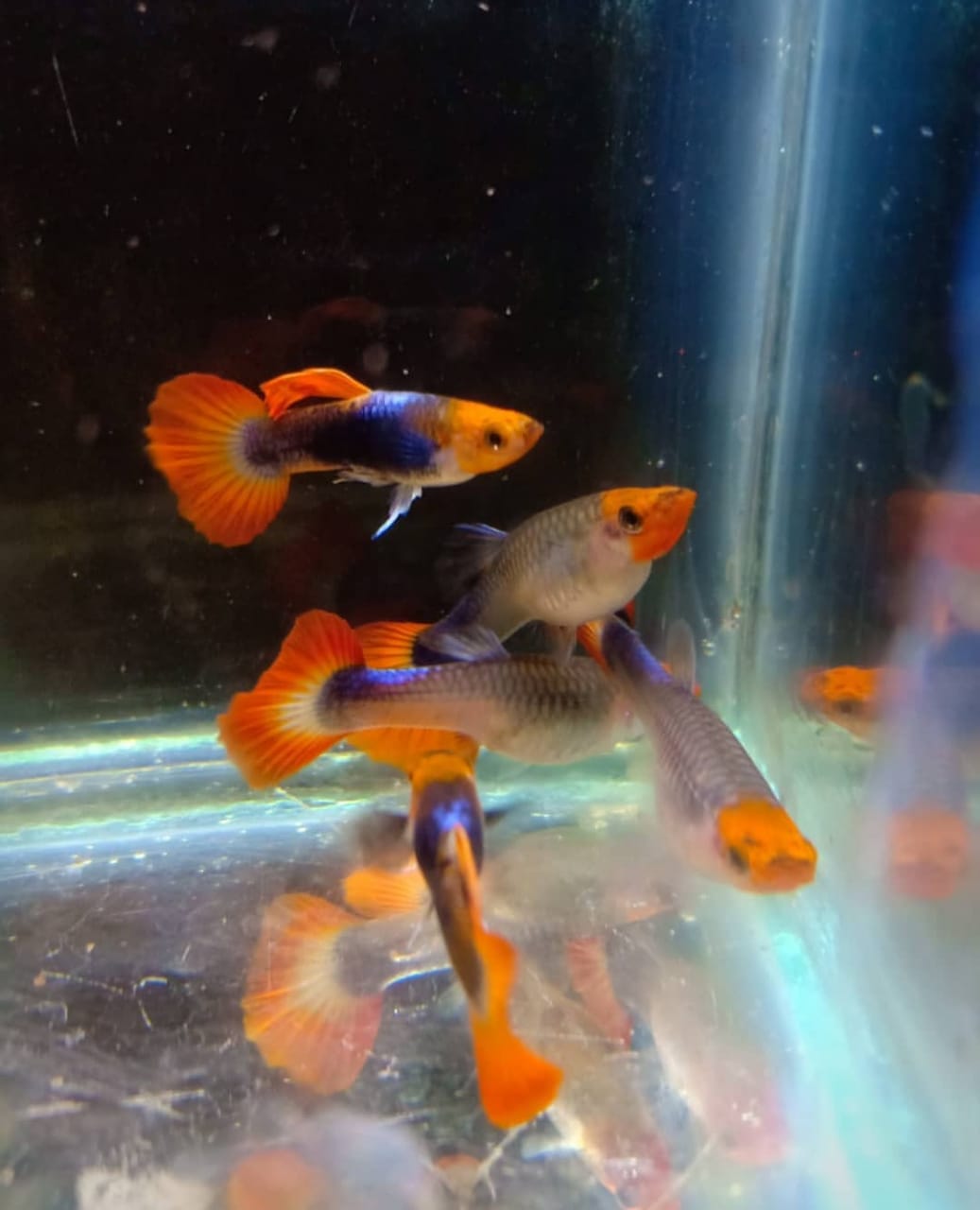 Koi Tuxedo Guppy