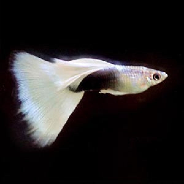 Platinum White Tuxedo Guppy