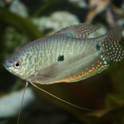 Blue Gourami 5/6cm