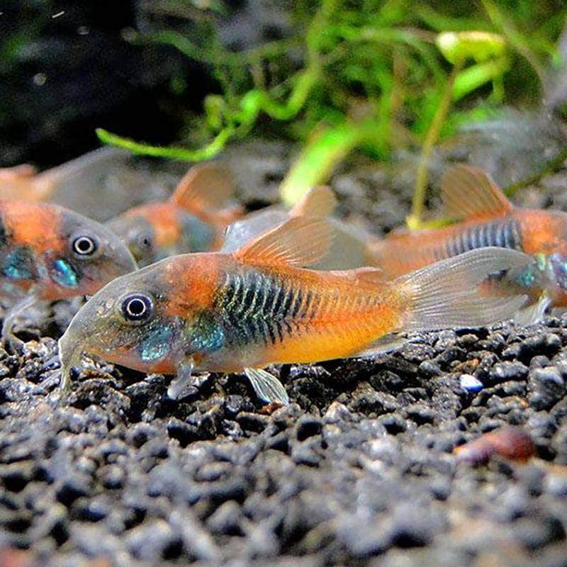 Venezuela Corydoras 3-4cm