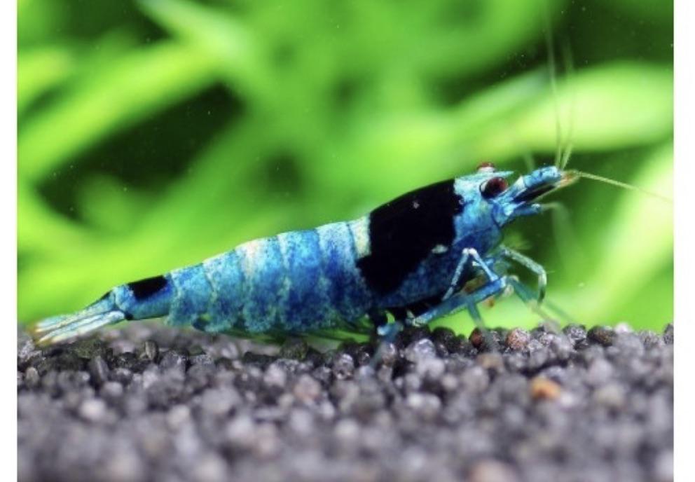 Mosura Blue Bolt shrimp (Med-High Grades) (Rise in Tap water)