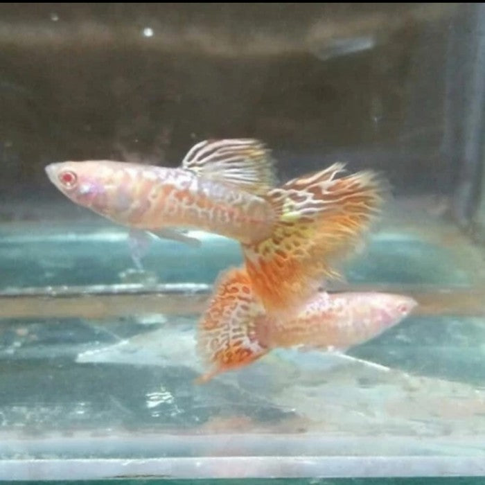 Albino Yellow/Pink Tiger Guppy (Rare)