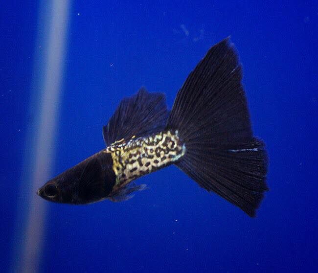 Black Head Metal Snake Skin Guppy (Rare)