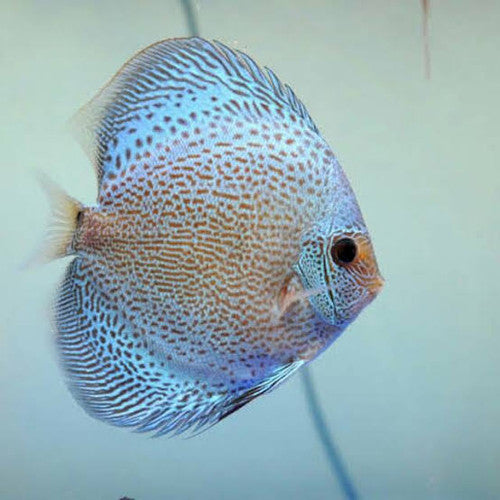 Blue Scorpion Discus