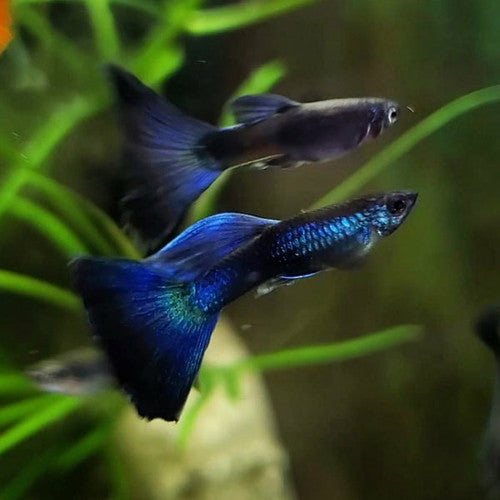 Blue Moscow Guppy