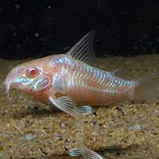 Peppered Albino Corydoras 3-4cm
