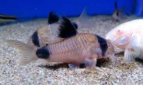 Panda Corydoras 3-4cm
