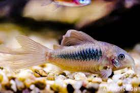 Bronze Corydora Long Fin 4 - 5cm