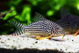 Sterbai Corydoras 3-4cm
