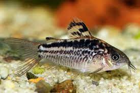 Elegant Corydoras 3-4cm