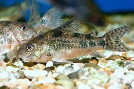 Peppered Corydoras 3-4cm