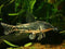 Barbatus Corydoras 3-4cm