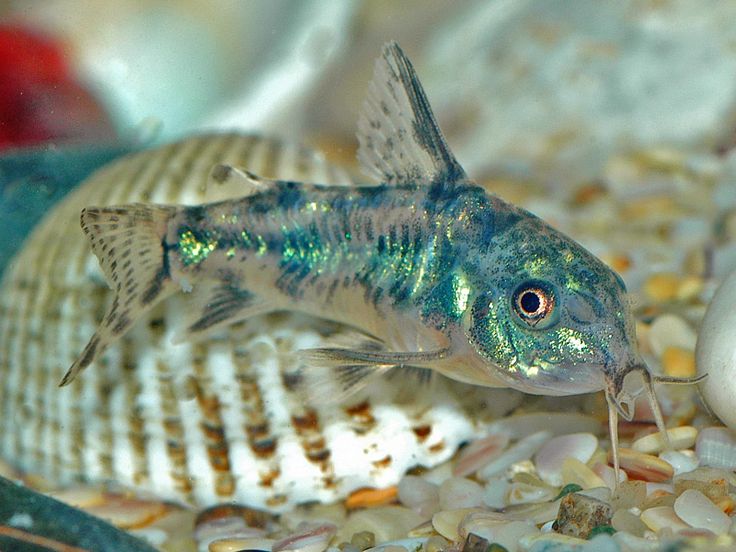 Peppered Corydoras 3-4cm