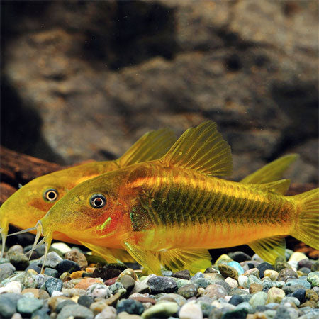 Gold Laser Corydoras 3-4cm