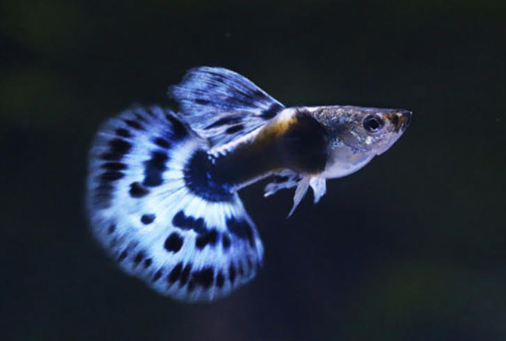 Sky Blue Dumbo Ear Guppy