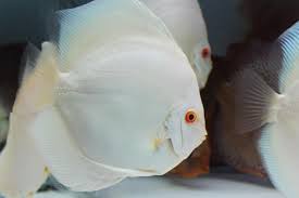 Albino White Diamond Discus (Red Eyes)