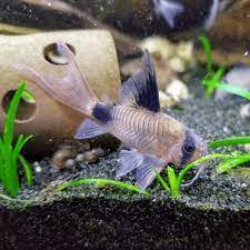 Panda Corydoras Longfin 3-4cm