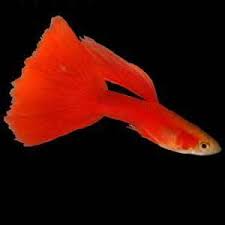 Red Moscow Guppy