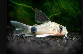 Panda Corydoras Longfin 3-4cm